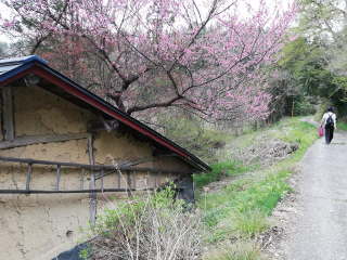 画像に含まれている可能性があるもの:木、屋外